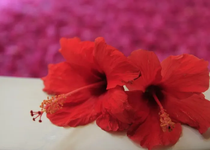 Hotel Kokonut Dalung (Bali)